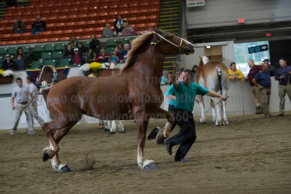 NABC8_10132016_SCL_5214