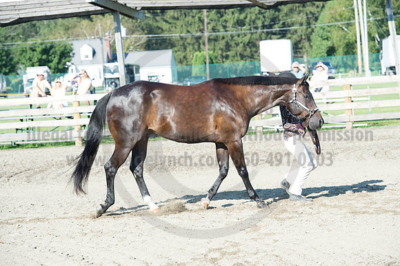 2016DCF_08272016_SCL_0929