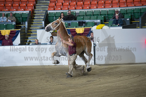 NABC8_10132016_SCL_5131