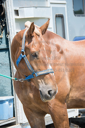 2016DCF_08242016_SCL_9140