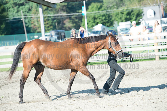 2016DCF_08272016_SCL_0917