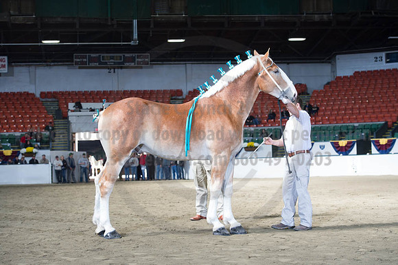 NABC8_10122016_SCL_2833