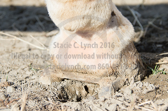 2016DCF_08242016_SCL_9526