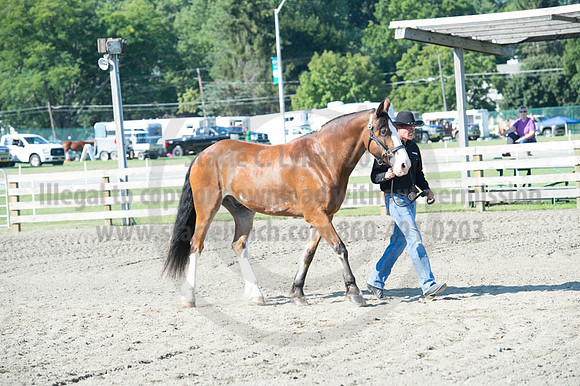 2016DCF_08272016_SCL_1036