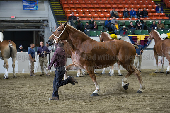 NABC8_10132016_SCL_5202