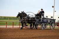 Zubrod's Percherons LLC - Guthrie,OK