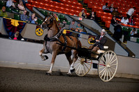 50. Registered Belgian Gelding Cart-photos