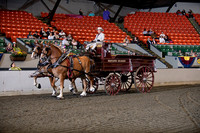 53. Novice Driver Team - All Breeds