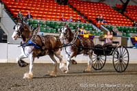 55. Clydesdale Tandem Hitch
