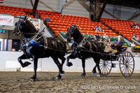 65. Percheron Tandem Hitch