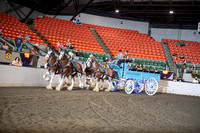 72. Clydesdale Four Horse Hitch