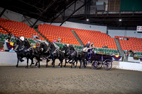 73. Percheron Six-Horse Hitch