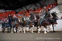 74. Draft Pony Six-Horse Hitch Championship - Round 2