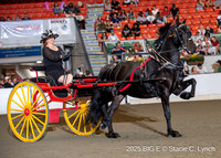 79. Draft Pony Ladies Cart Championship - Round 2
