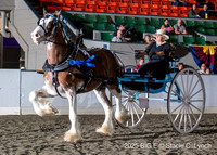 82. Clydesdale Ladies Cart