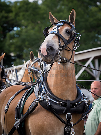 2016_Saratoga_SCL_4687