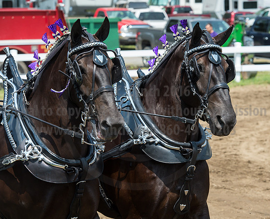 2016_Saratoga_SCL_5066