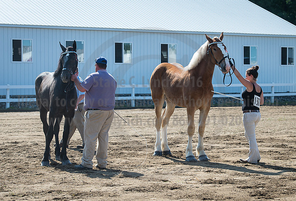 2016_Saratoga_SCL_4956