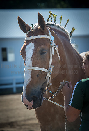 2016_Saratoga_SCL_4919
