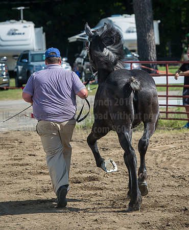 2016_Saratoga_SCL_4959
