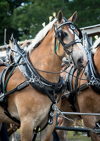 2016_Saratoga_SCL_4689