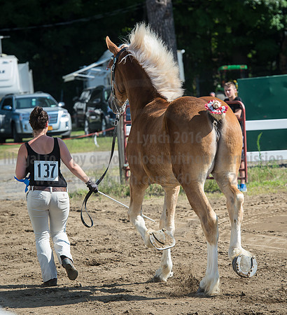 2016_Saratoga_SCL_4958