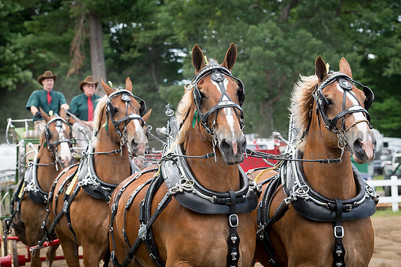 2016_Saratoga_SCL_4705