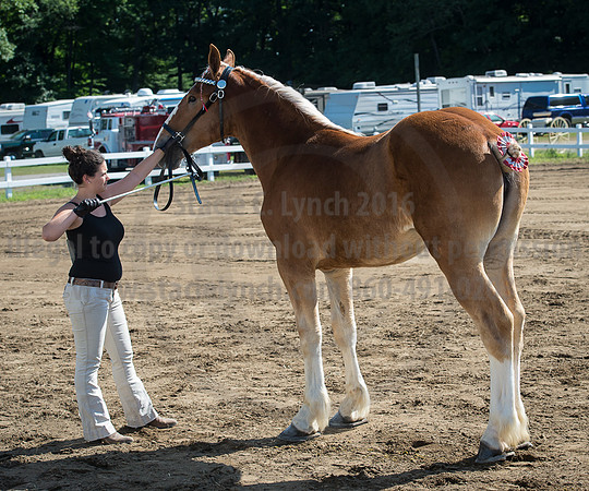 2016_Saratoga_SCL_4954