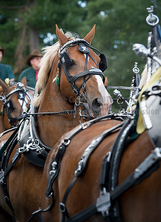 2016_Saratoga_SCL_4797