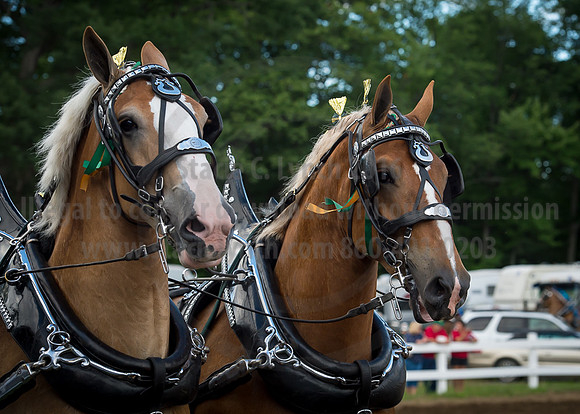 2016_Saratoga_SCL_4792