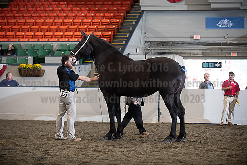 BigE_10012026_SCL4119