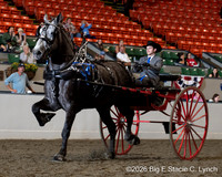 69. Percheron Men’s Cart