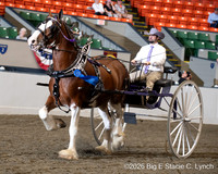 68. ClydesdaleShire Men’s Cart
