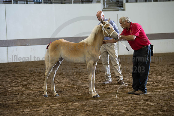 ISF_08192016_SCL_4567