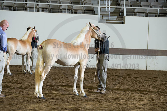 ISF_08192016_SCL_4515