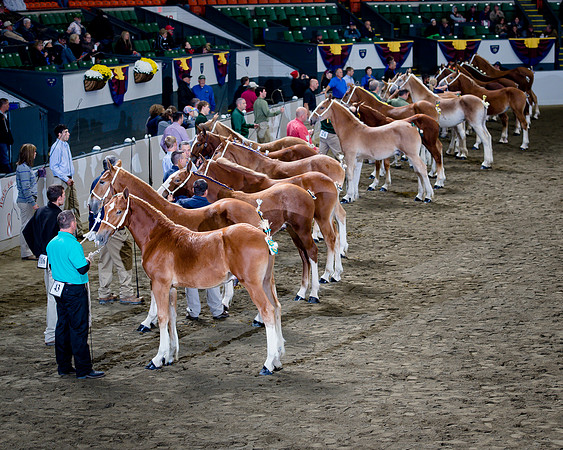 Breeders Challenge Weanlings