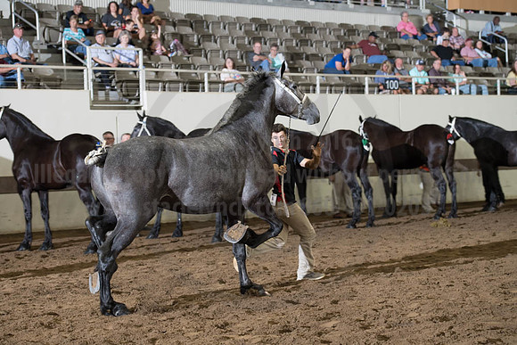 ISF_08142017_SCL_4107