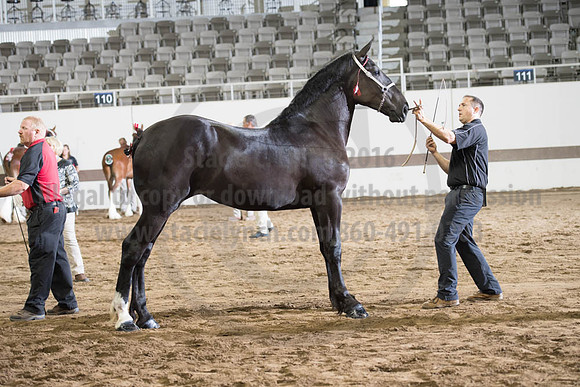 ISF_08142017_SCL_4311