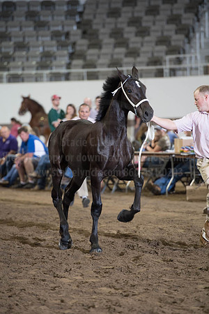 ISF_08142017_SCL_4339