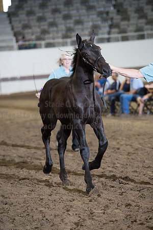 ISF_08142017_SCL_4372