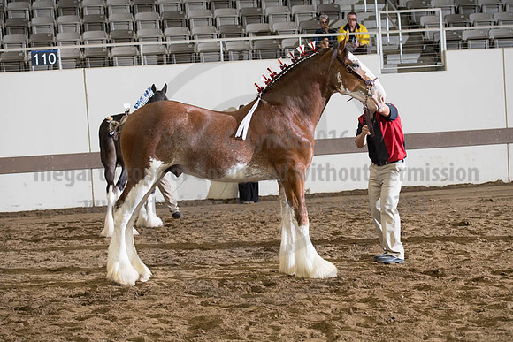 ISF_08142017_SCL_4011