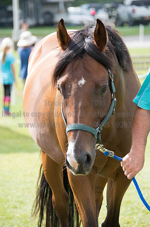 2016DCF_08262016_SCL_0330