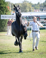 Percheron Show - Halter