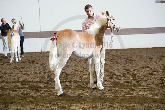 ISF_08192016_SCL_3997