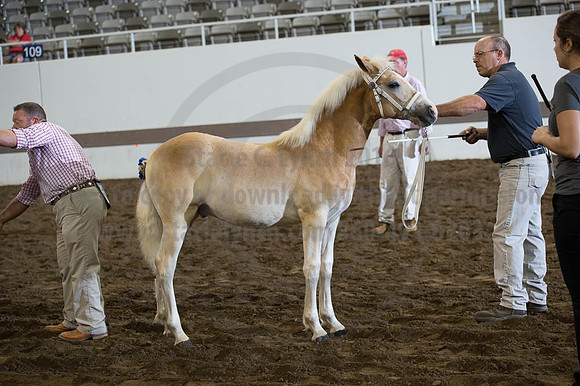 ISF_08192016_SCL_4010