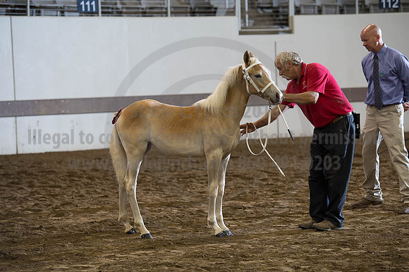ISF_08192016_SCL_4566