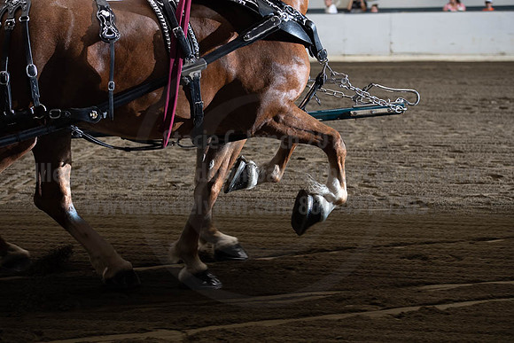2019BigE_09272019_SCL_7805
