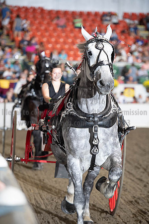 2019BigE_09282019_SCL_8931