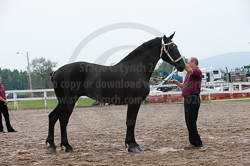 ACF_2012_SCL3376