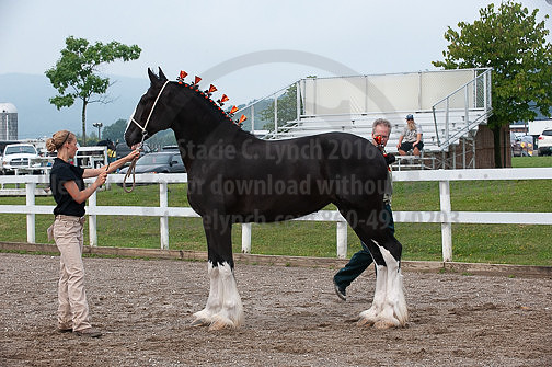 ACF_2012_SCL3157